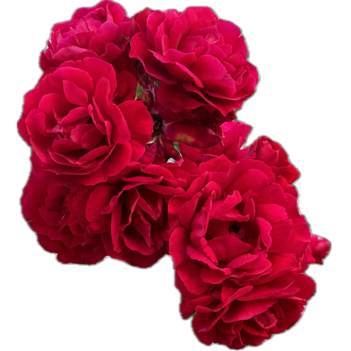 link alla email ricevuta dalla associazione